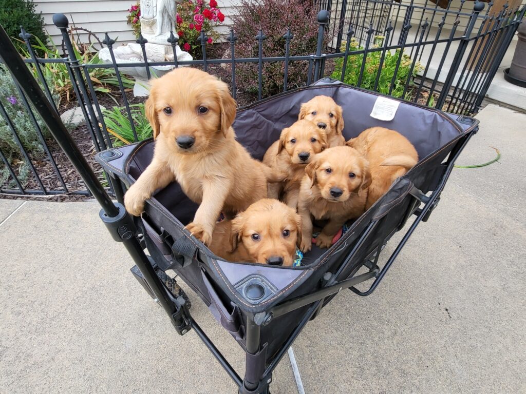 565297729 25852698971000065 237596419390688395 n